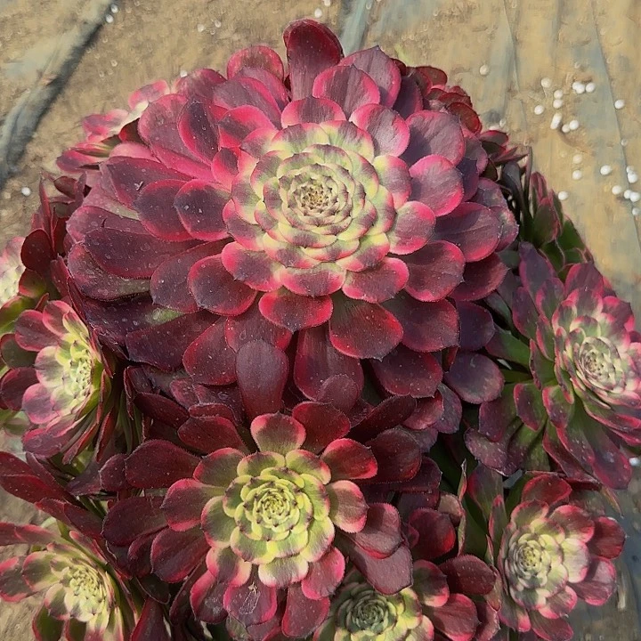 精品黑金刚墨娅巨无霸老桩特价福利21