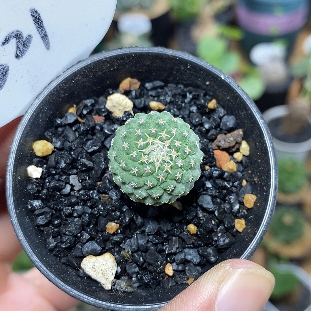 实生菊水321号2cm