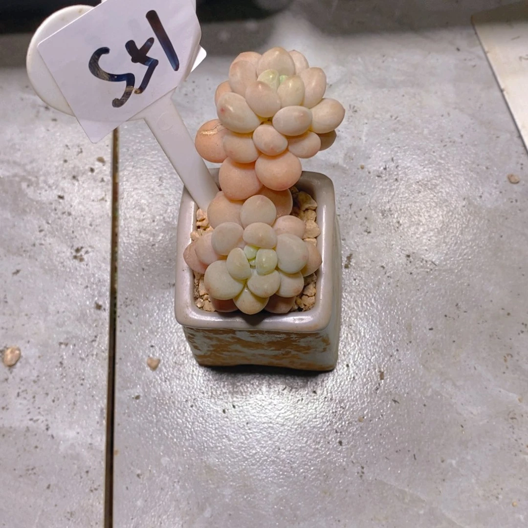 风***、迷你洛可可双头