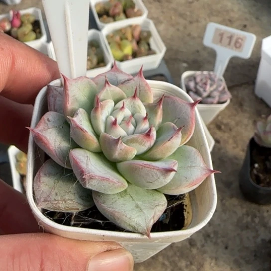୧***头118婚戒多肉植物多