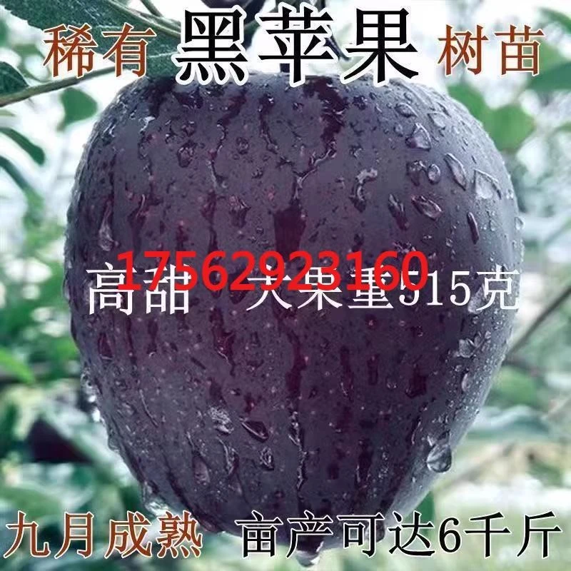 正宗黑钻苹果树苗冰糖心苹果耐寒黑卡苹果苗庭院南北方种植当年结