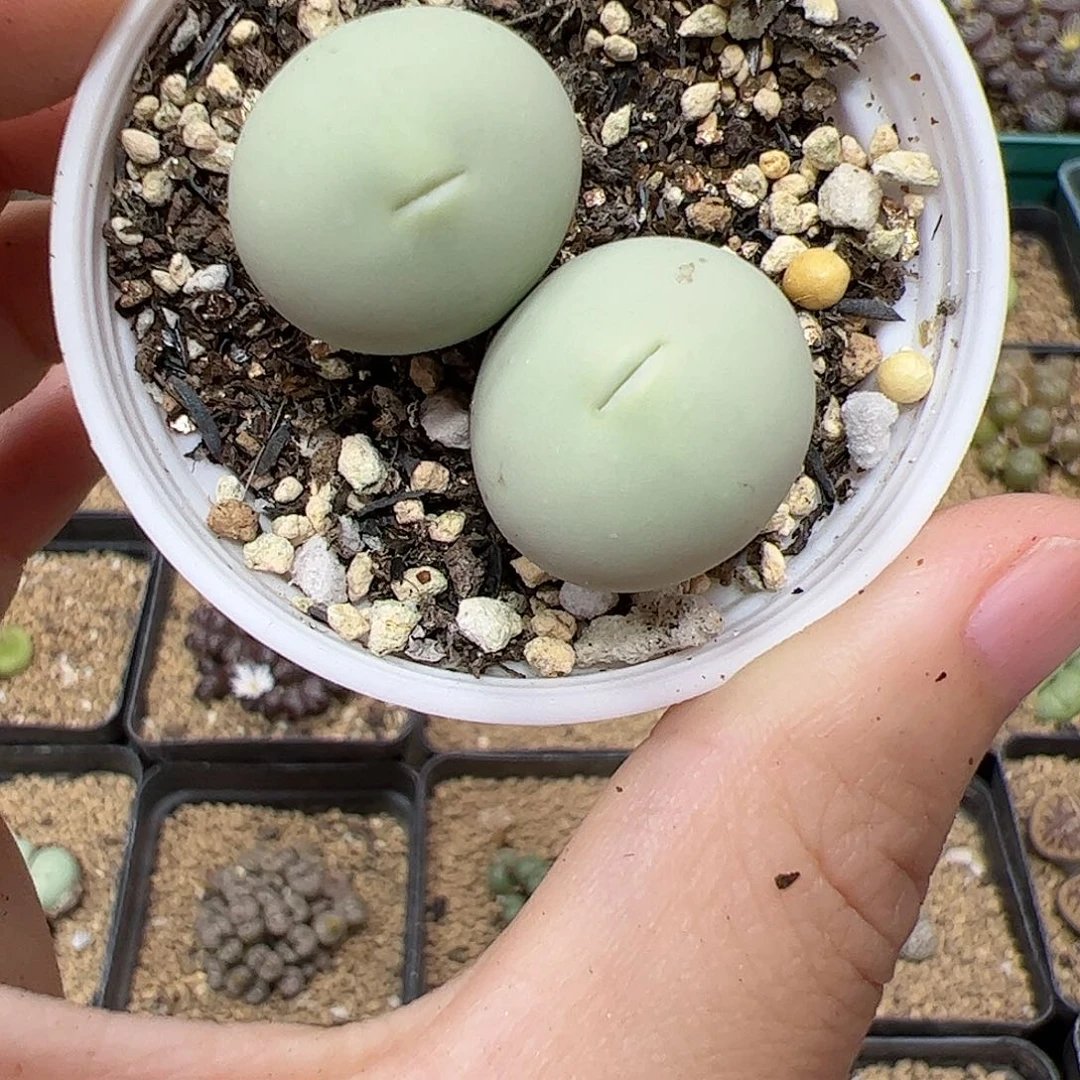 【闪购商品】206 鸽子蛋