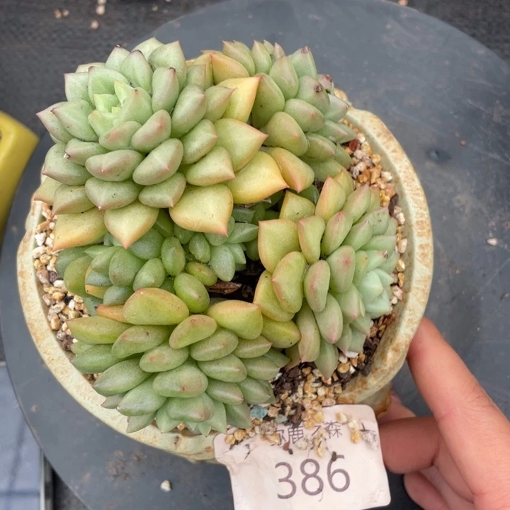 弥鹿之森多肉象牙