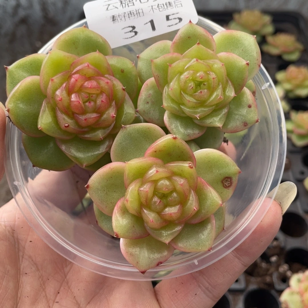 云糖心多肉植物315