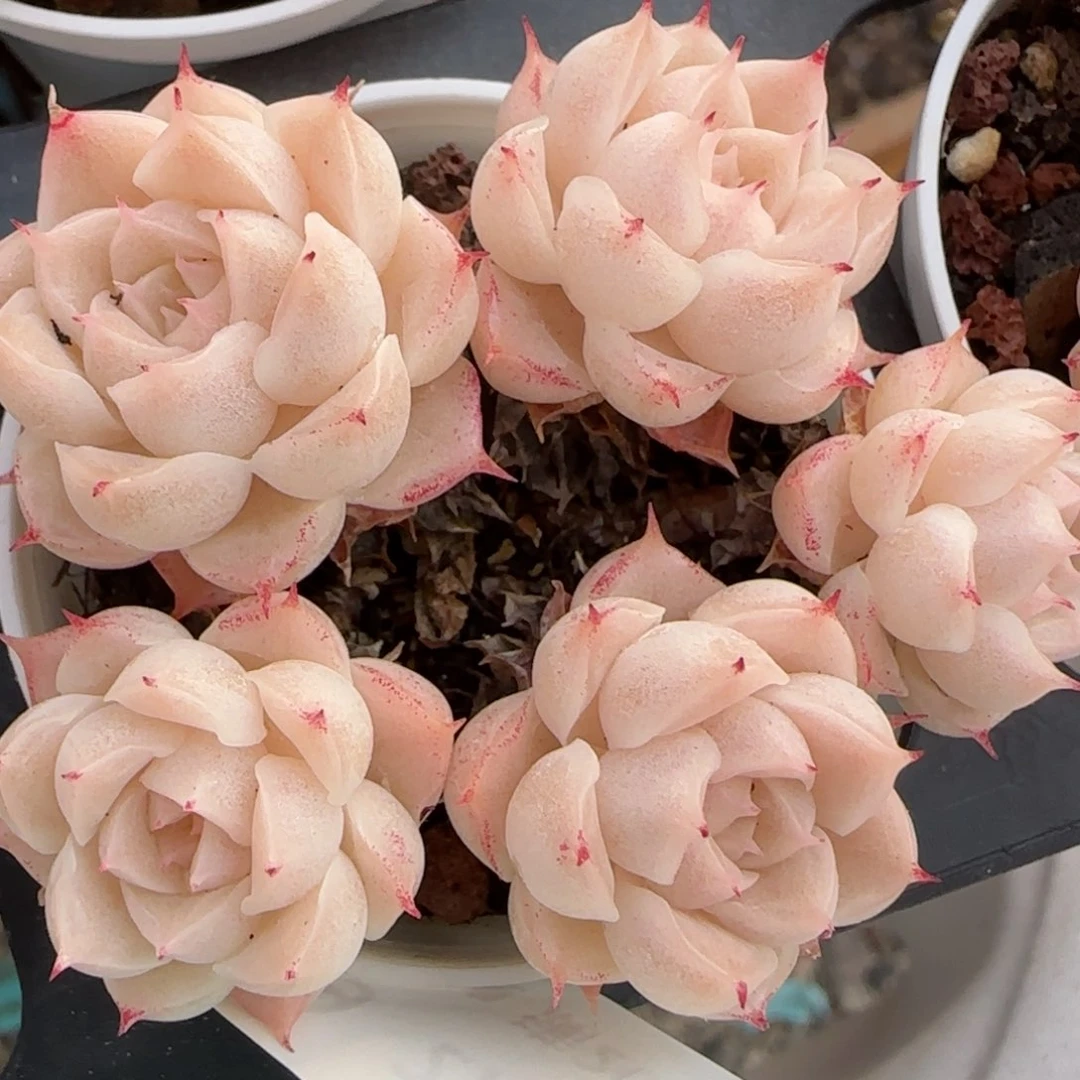 花语逸镜0213-669