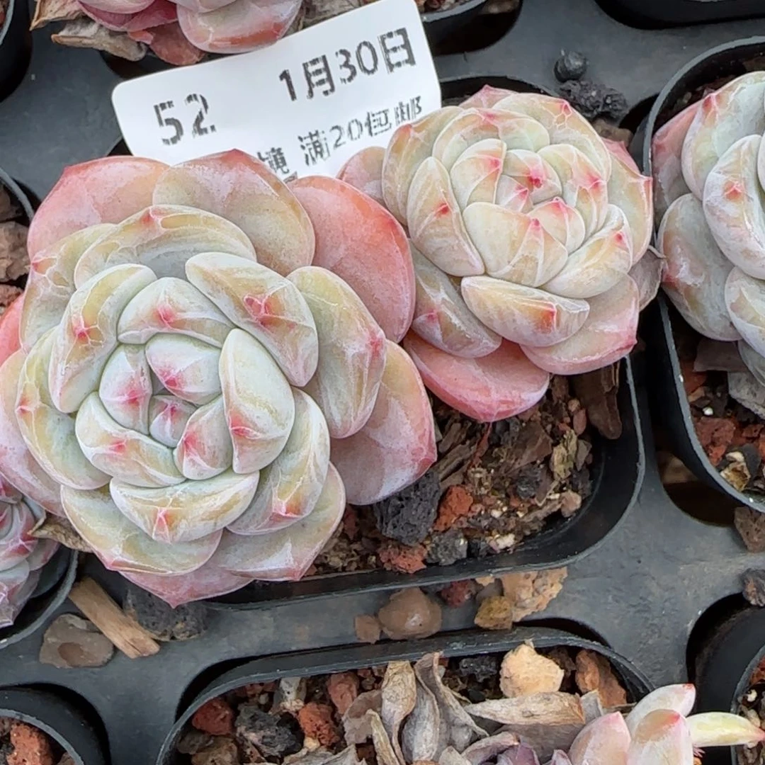 花语逸境0130-52