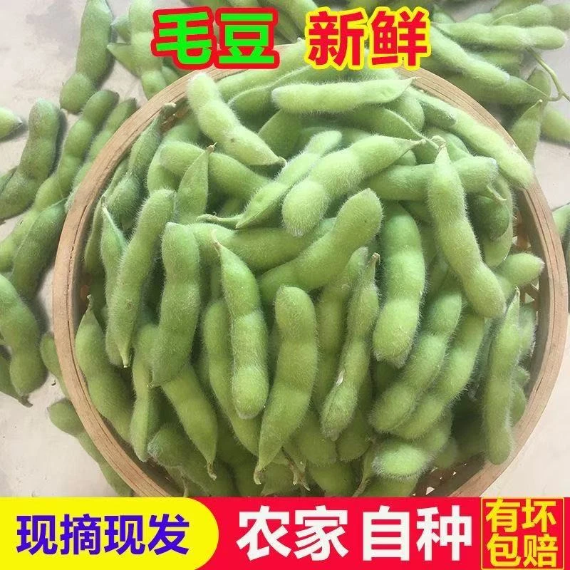 湖北自家露天种植老品种带壳毛豆当季鲜嫩毛豆新鲜蔬菜现摘现发