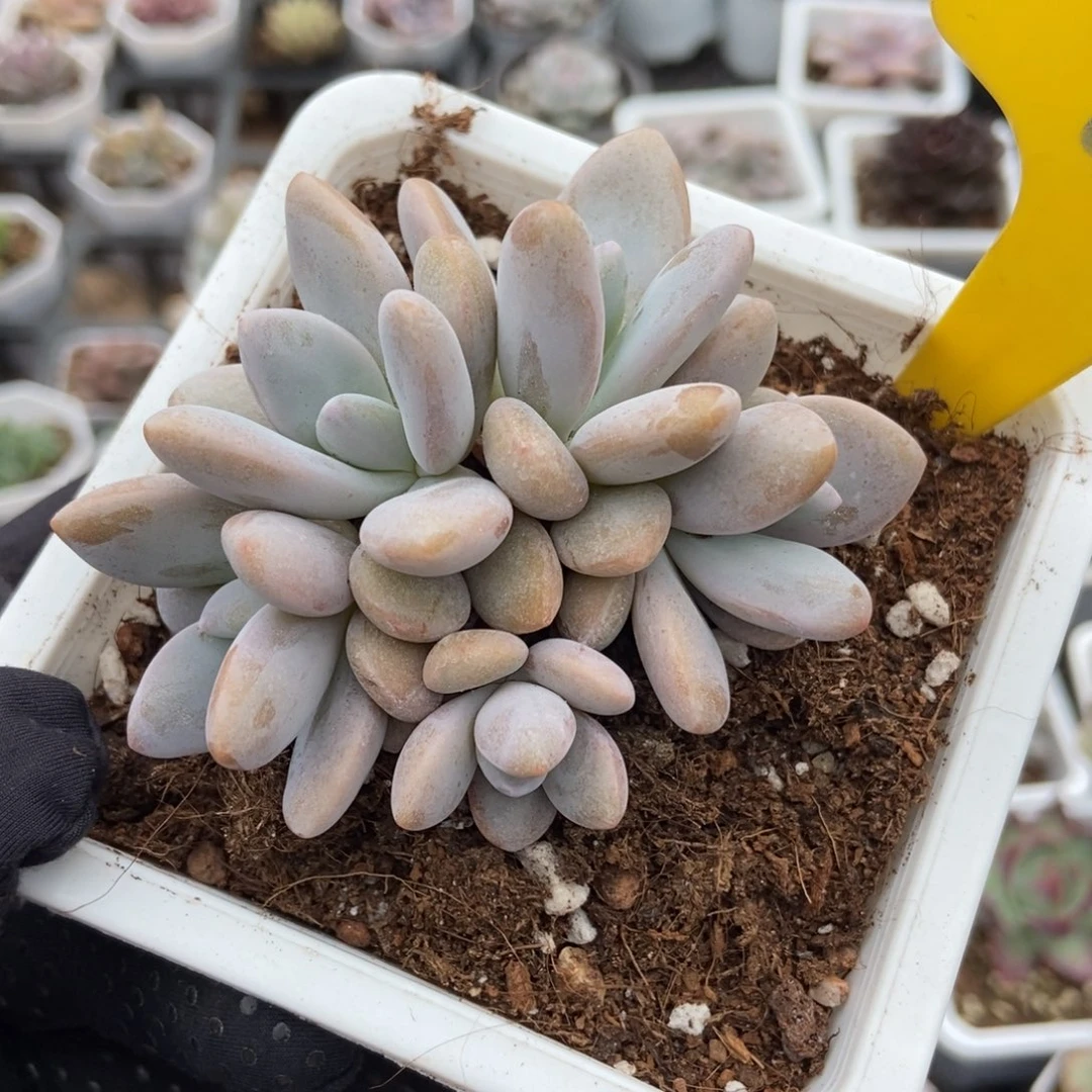 922粉兔多肉植物保护