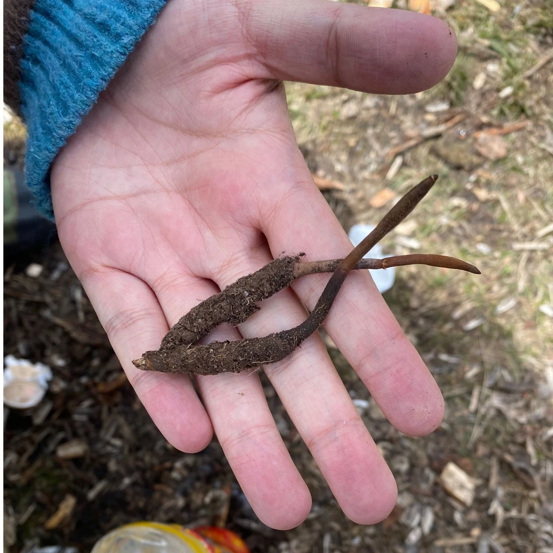 【0.9-1.1/根】特大2025年头期鲜冬虫夏草甘孜藏区高海拔产地直发