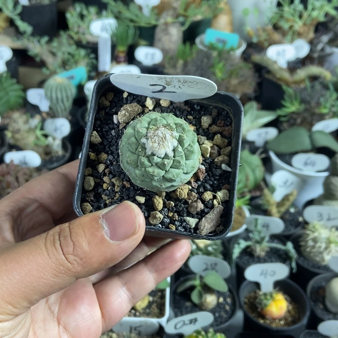 单头菊水一物一拍