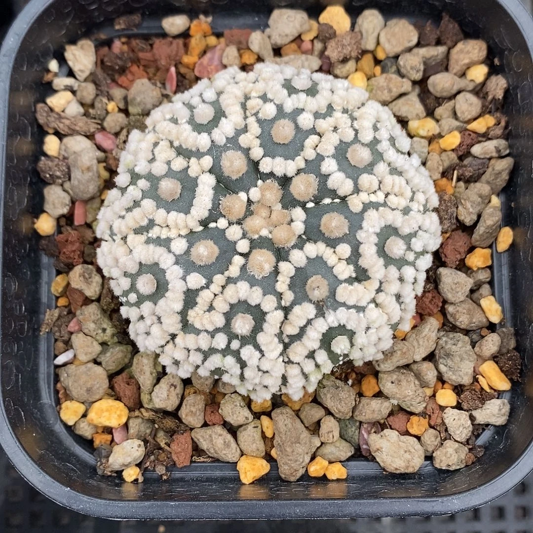 乖***猫实生  花园6公分左右一物一拍