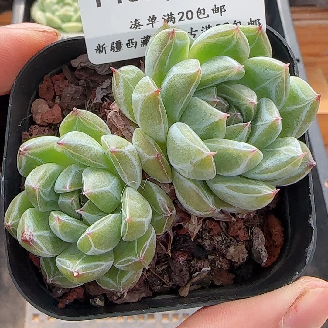 多肉0624-146雪花珍妮双头