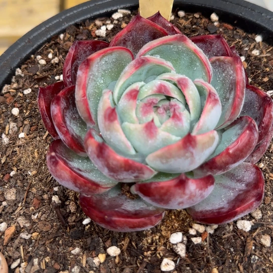 紫红惊鸿一物一拍包装收缩花旱565