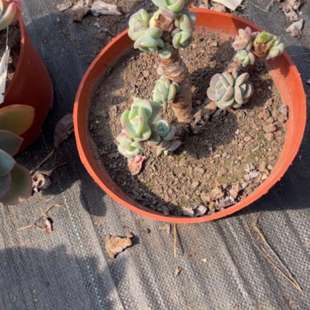 【闪购商品】顺**羊白凤