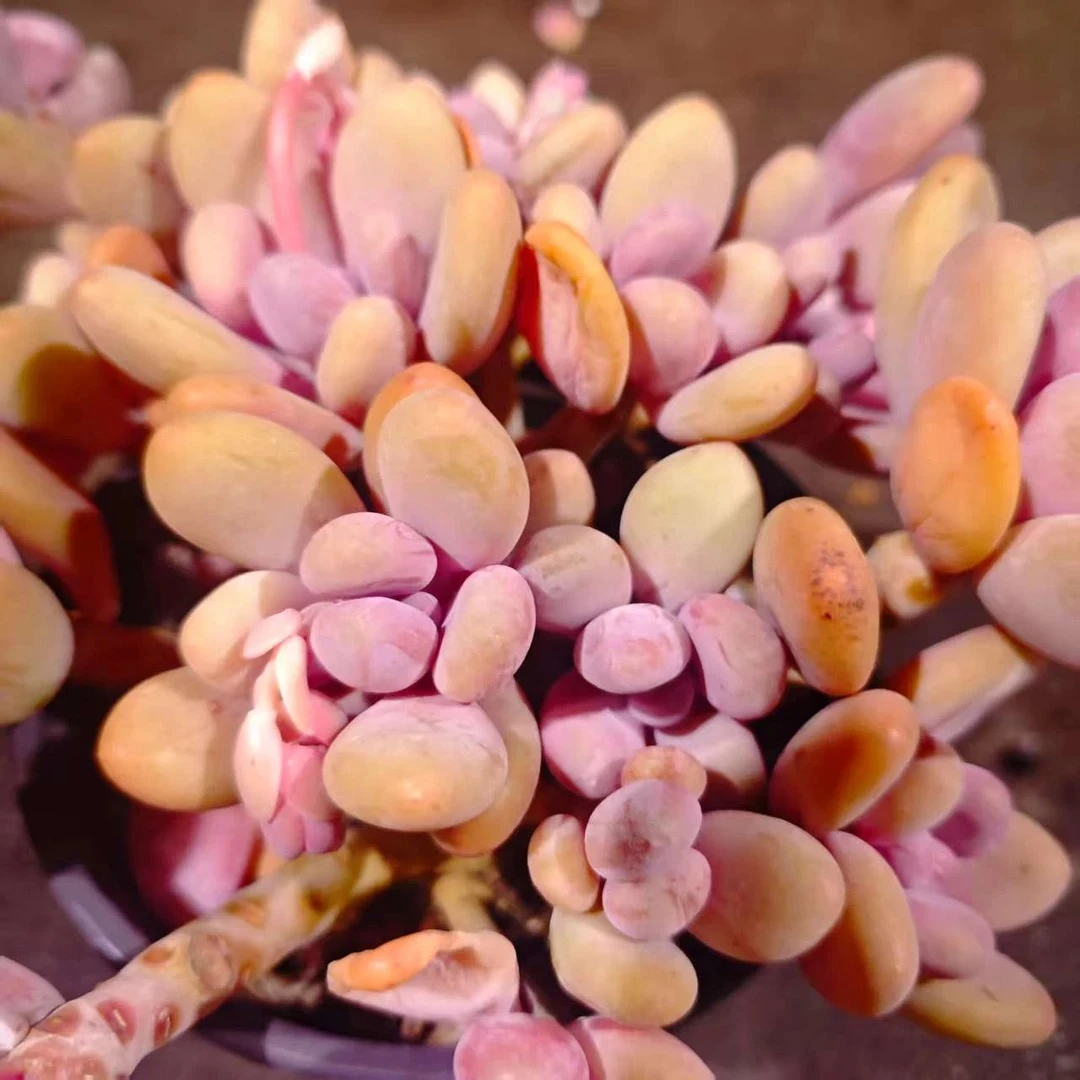 桃美人1加仑#LW 雪山多肉好看新手闭眼入阳台庭院一单