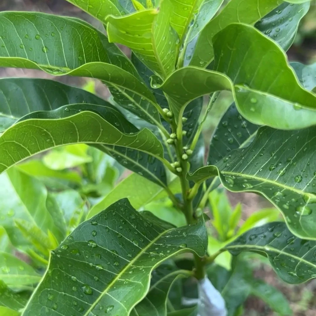 万亿一号黄晶果盆栽地种