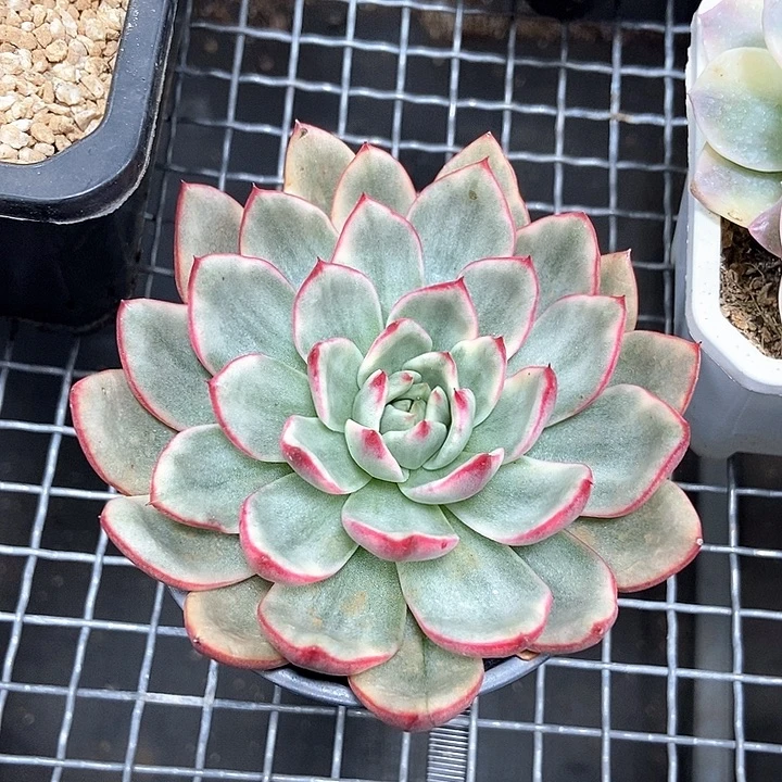 蔚蓝乌木锦多肉植物