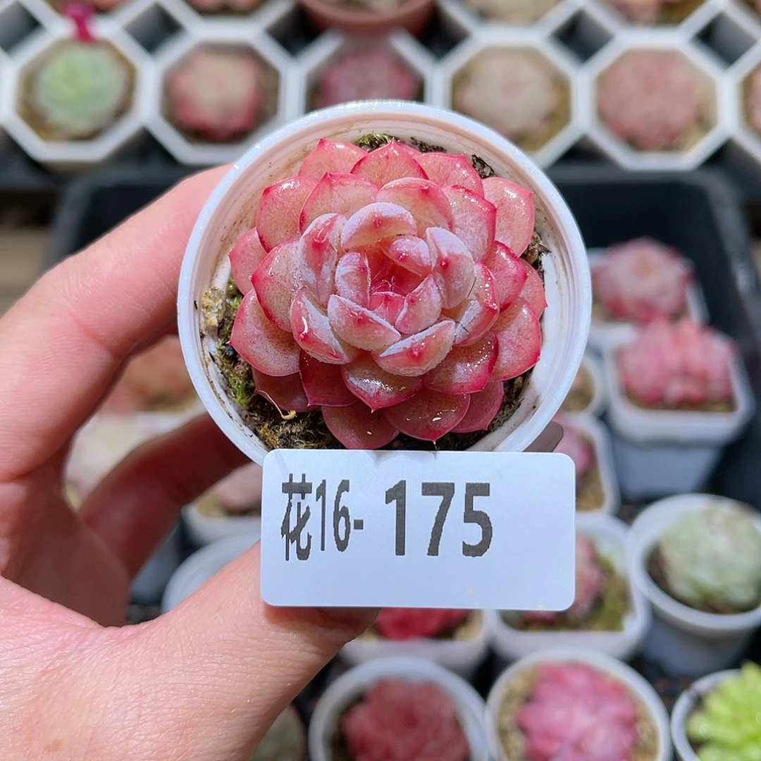 花利美16-175雪颜玉