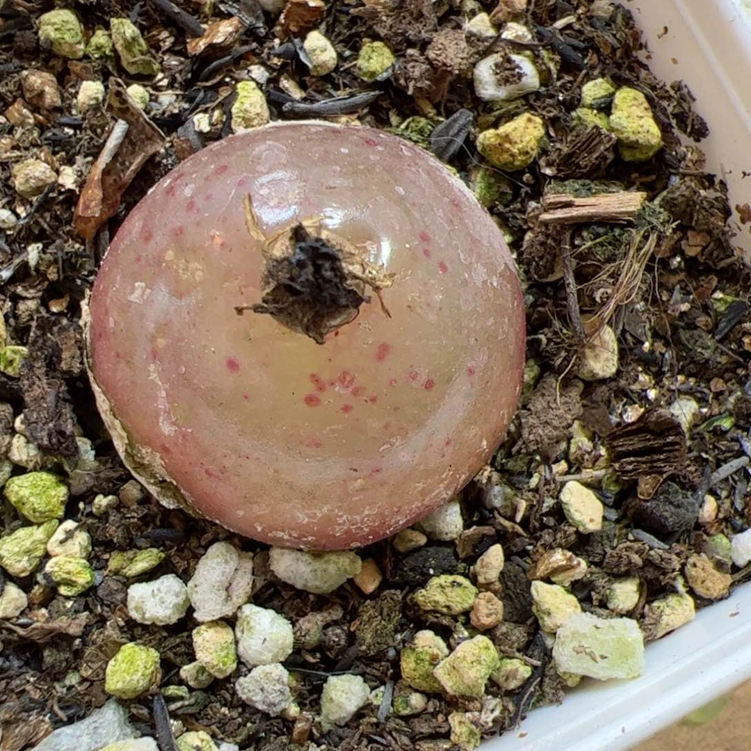 【闪购商品】77 年终福利