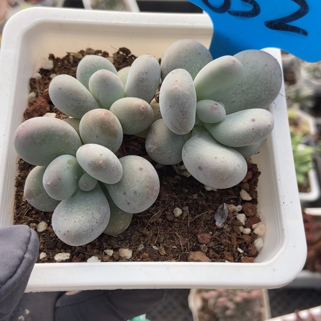 852烟美人多肉植物