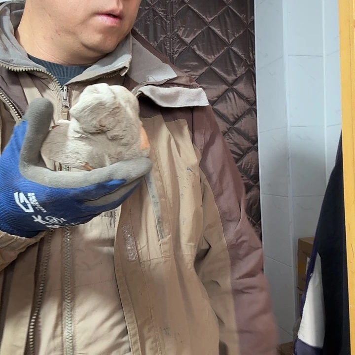 柏***店柏木崖柏毛料的加工