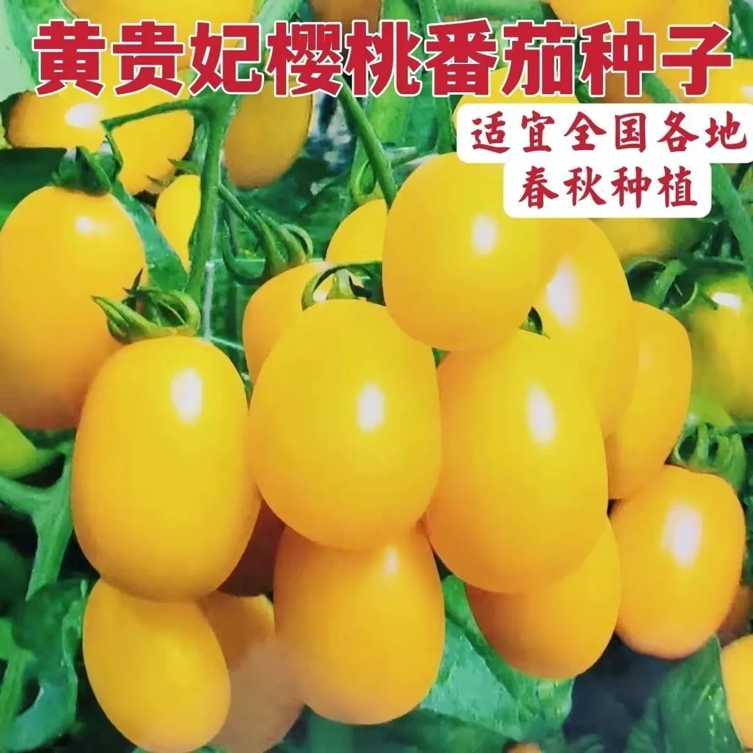 黄贵妃樱桃番茄种子抗病高产蔬菜种籽黄色小番茄