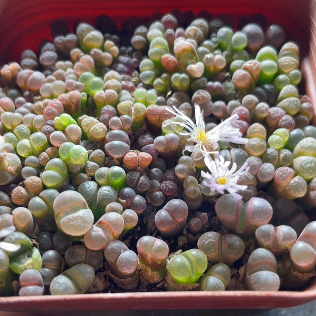 五彩风铃一物一拍～2