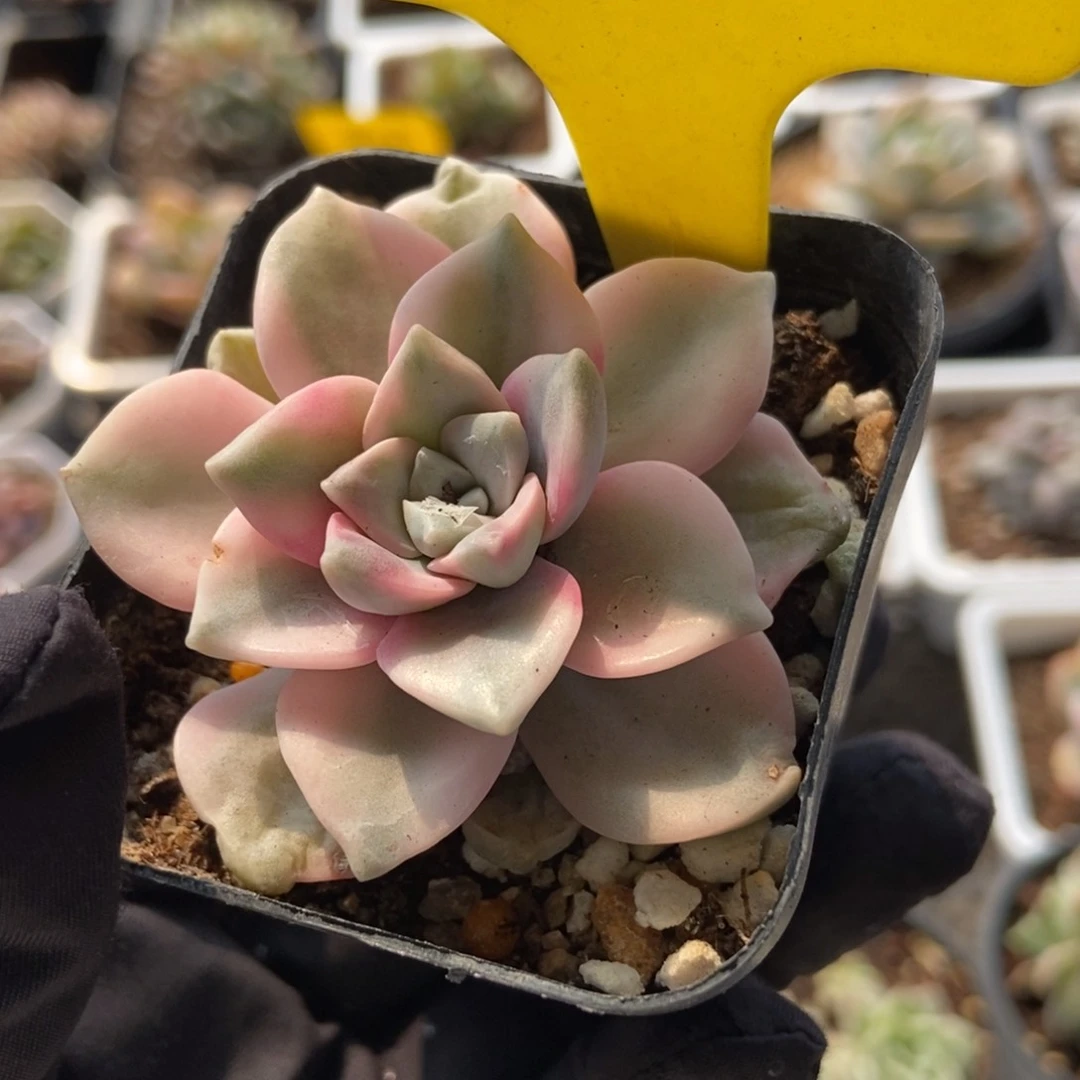 1865紫乐锦多肉植物保护