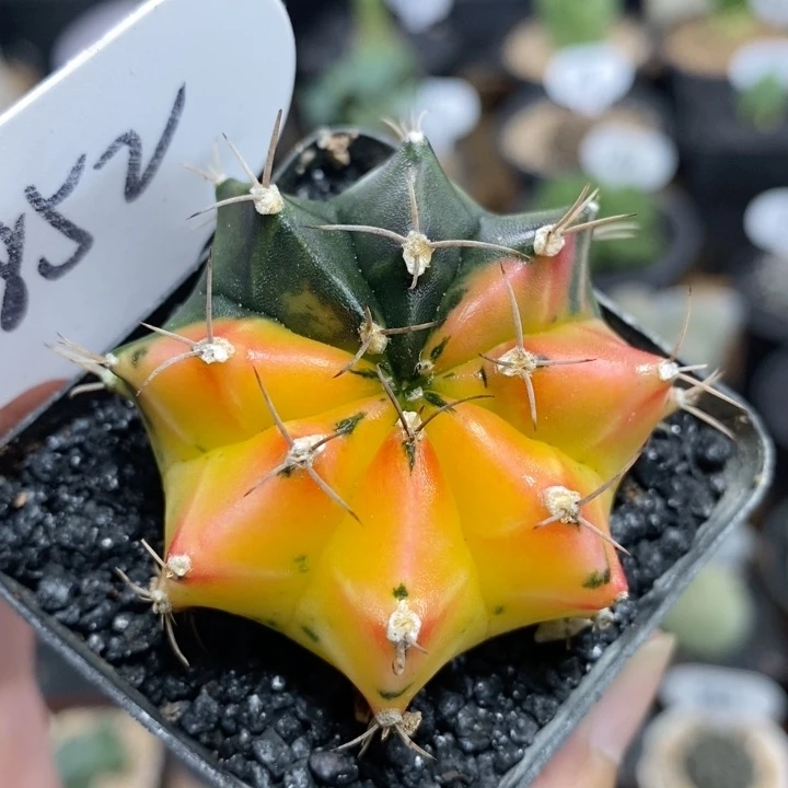 852号牡丹自然锦4.8cm