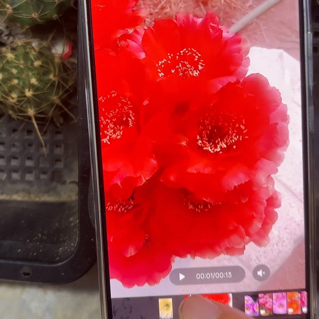 罗萨丽莎彩侧牙20包邮仙人球26
