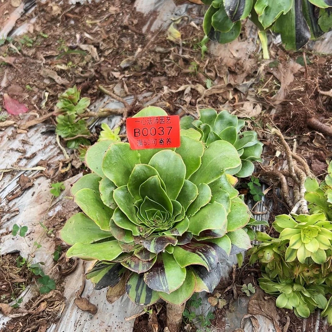 金豆、多肉植物、037