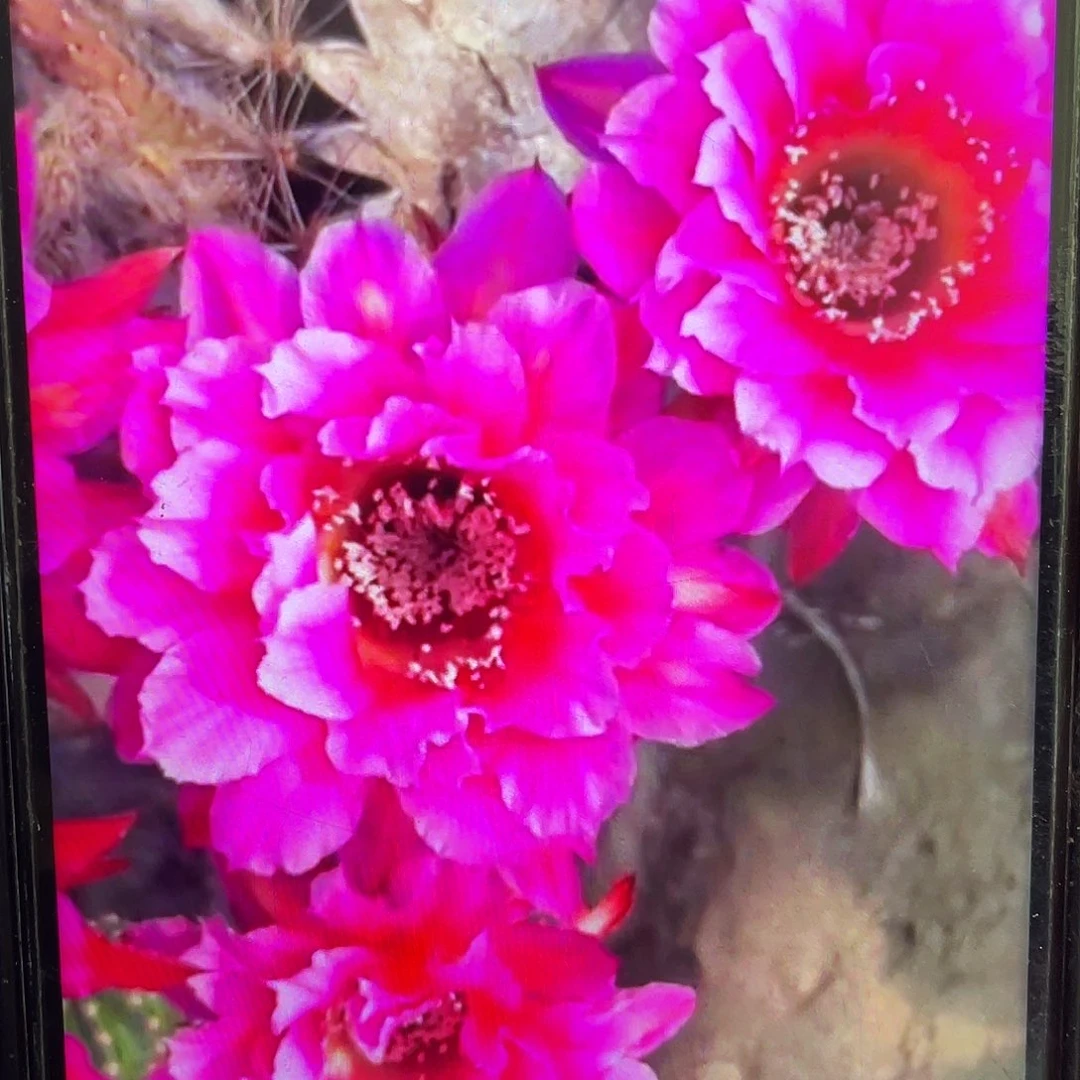 烟花自根球6公分左右带盆土