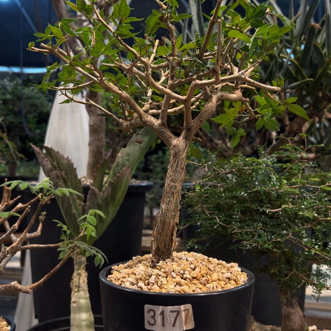 旦***旦317芳香橄榄带盆发货植物