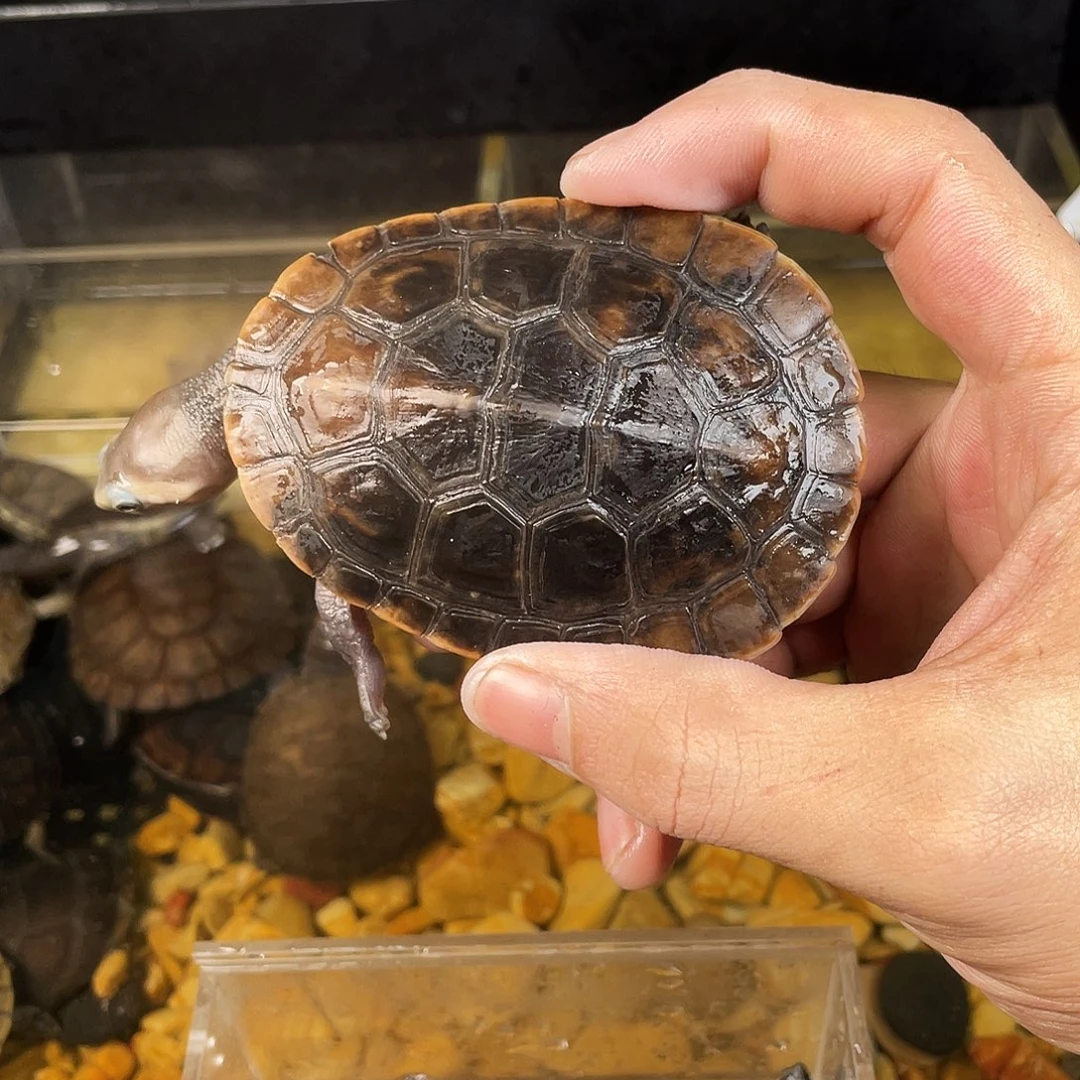 晨****母绿毛龟点点滴滴订单