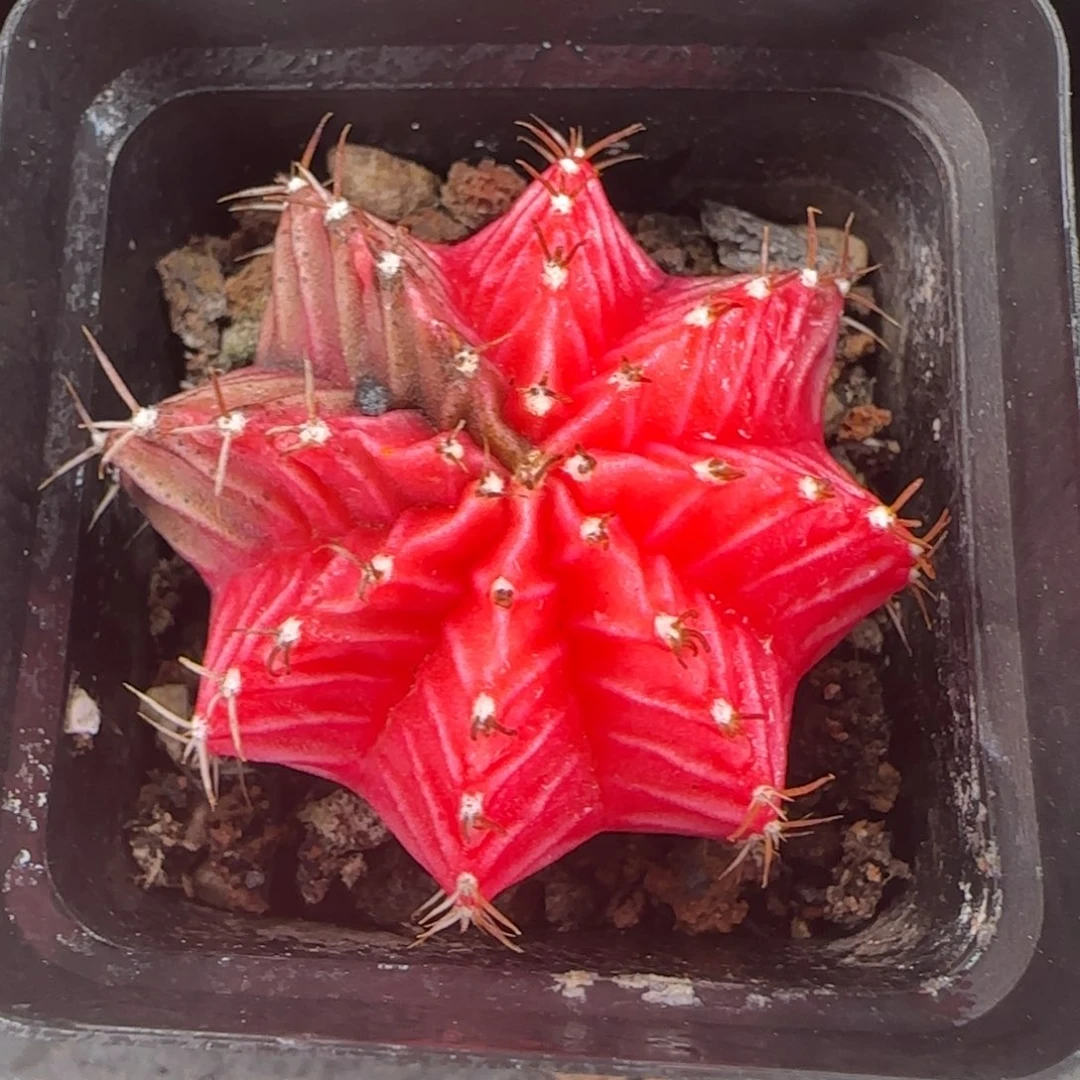 从前慢花园多肉精选肋骨牡丹