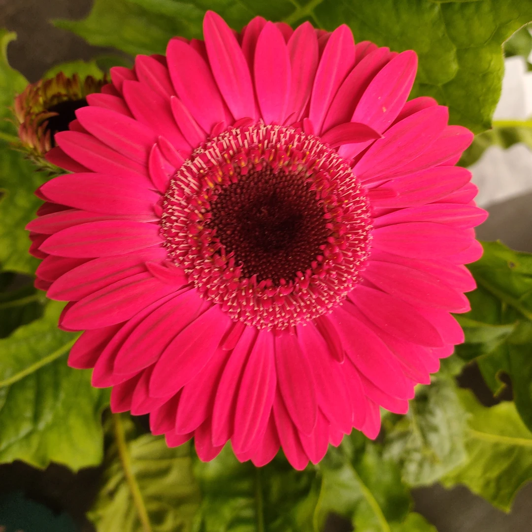 （话梅糖）高杆非洲菊四季开花多年生宿根苗花卉地栽盆栽阳台庭院室