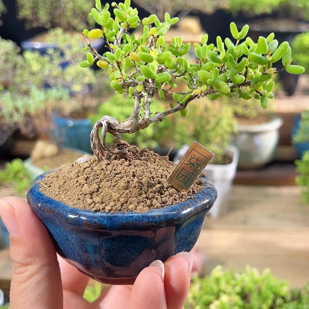 009 糖球锦老桩精致造型