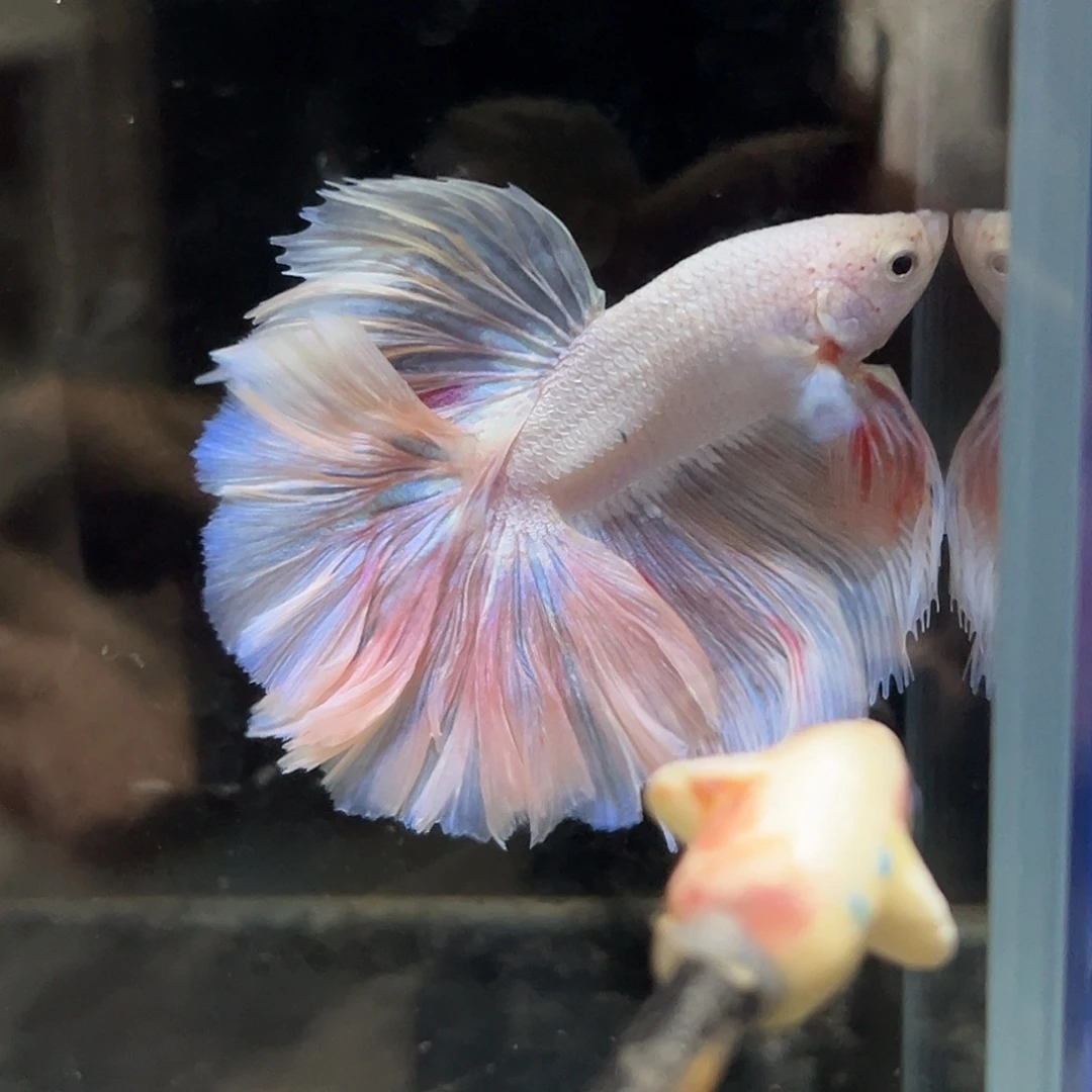 斗鱼24号国庆节福利优惠