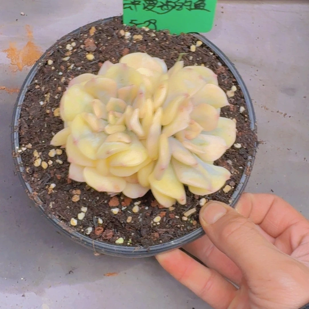 云****?雪精灵锦多肉植物 0000