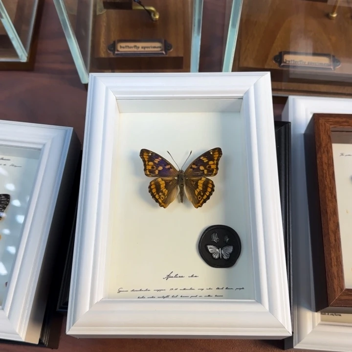 有机玻璃蝴蝶标本蝴蝶标本