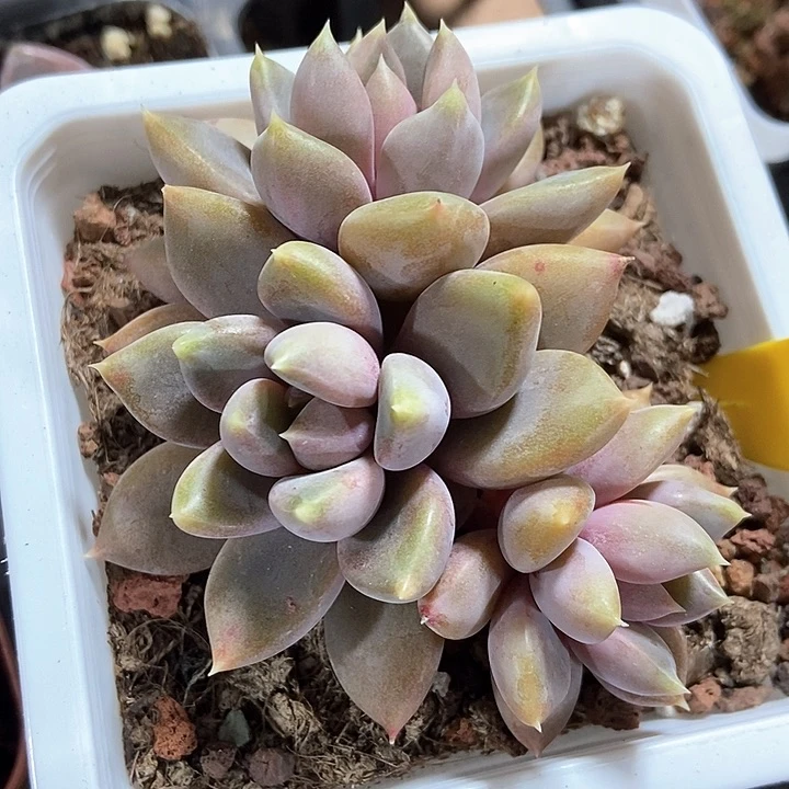 多肉植物红象牙852