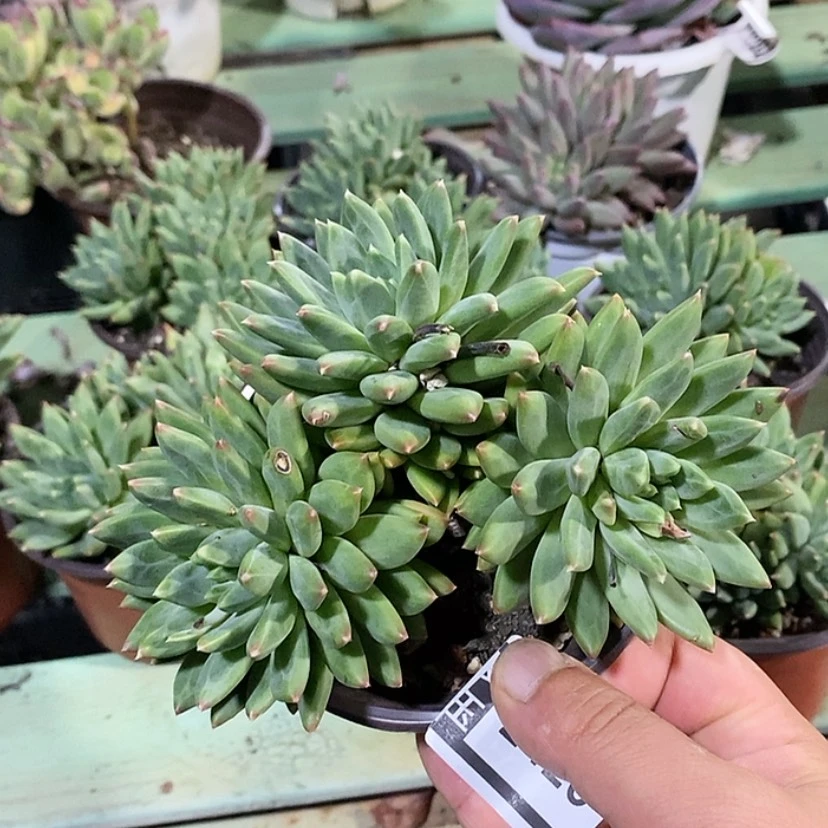 【闪购商品】惠兰2426