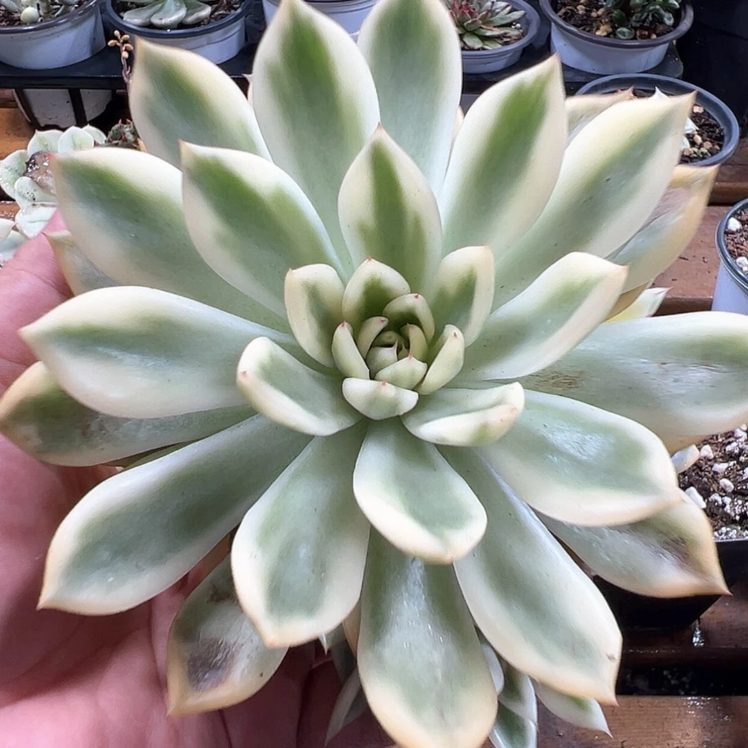 汉娜锦没根 手捧 一单包邮非偏远