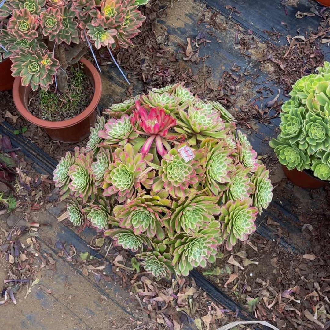 糖果鲜花看桩17鲜花哦