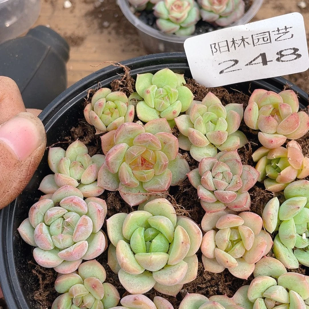 多肉植物多肉植物248