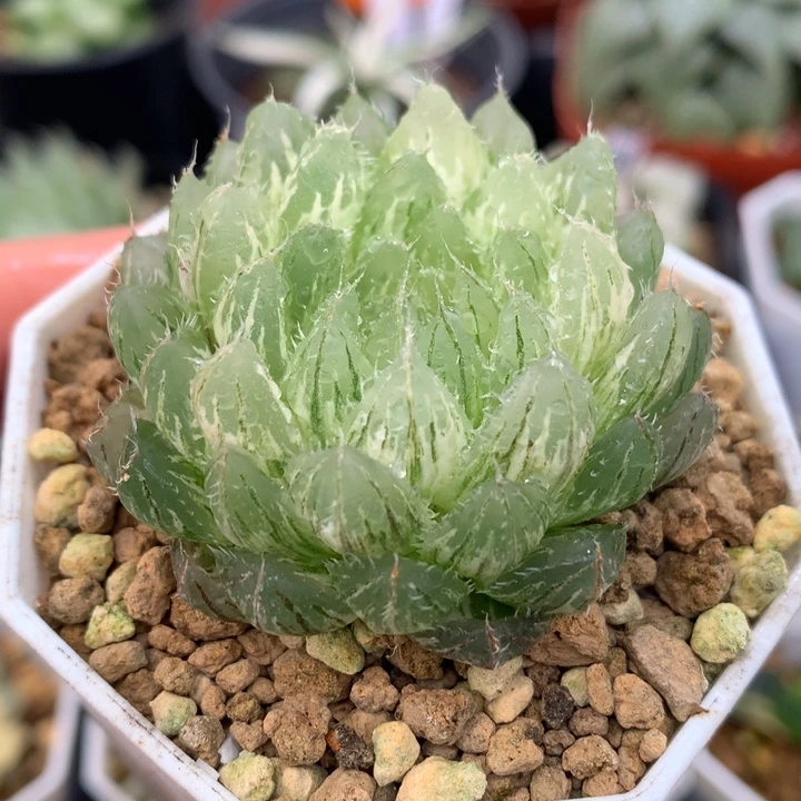 翠云玉露锦，带盆一起