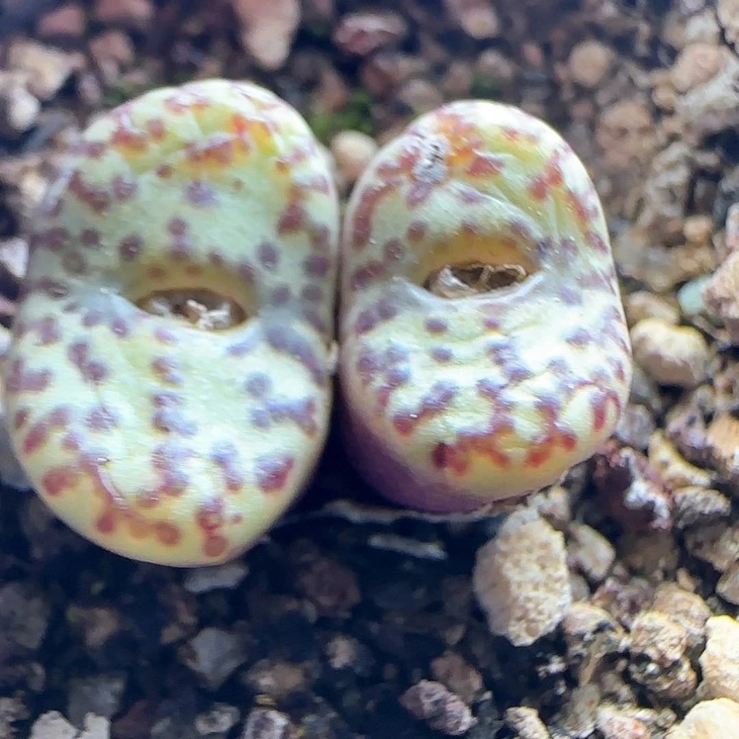 雪*28包邮脱土发货26034