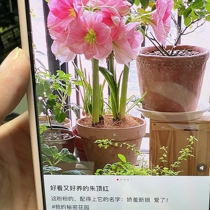 娇羞新娘直径6.5公分花剑丑球福利