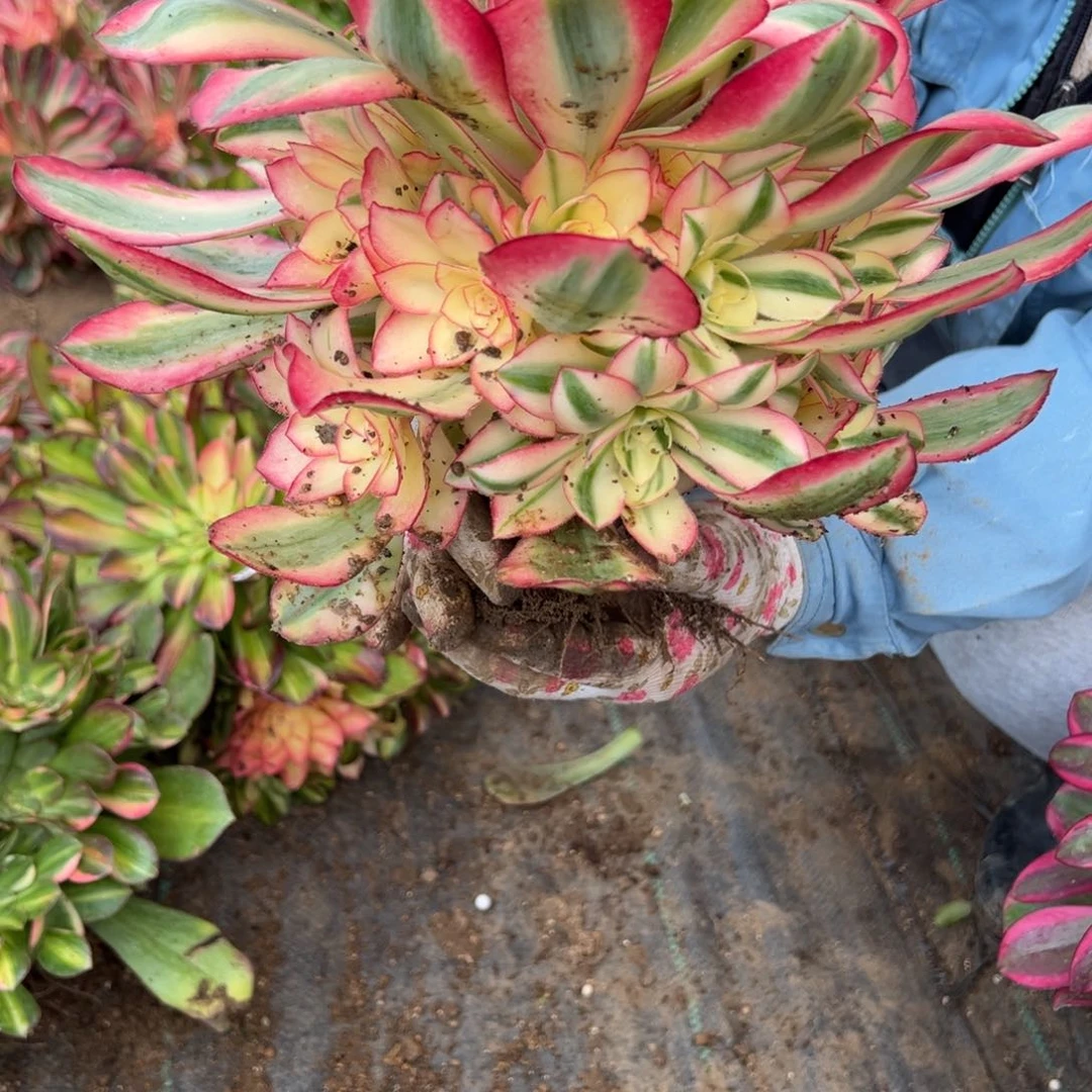 49爱丽丝多肉多肉多肉多肉