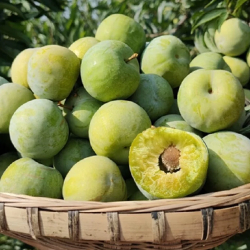 四川青脆李李子四川省